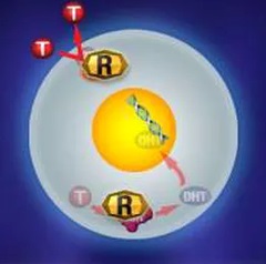 Revivogen2