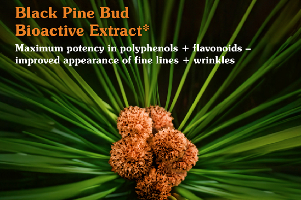 Black Pine Primus: Youth Activator
